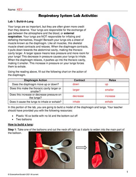 respiratory system physiology lab answers PDF