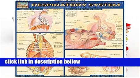 respiratory system quickstudy Doc