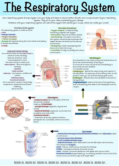 respiratory system quickstudy academic PDF