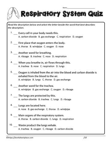 respiratory system quiz and answers Doc