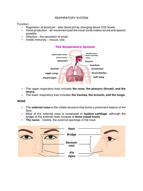 respiratory system study guide answers pdf Reader