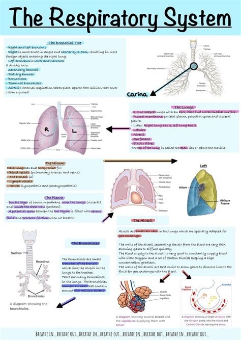 respiratory system study guide paper Kindle Editon