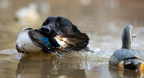 retriever training for the duck hunter Epub