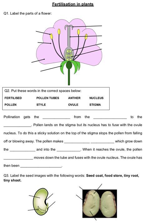 review and reinforce plant reproduction answers PDF