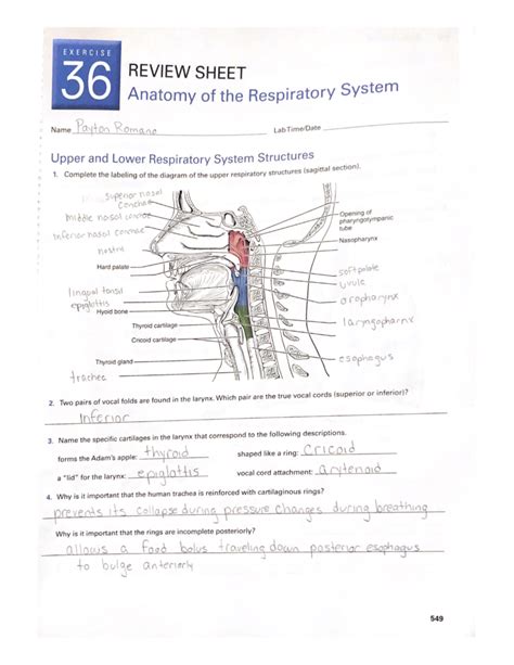 review sheet 23 anatomy respiratory system diagram Reader