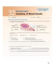 review sheet 32 veins answers PDF