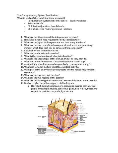 review sheet 6 integumentary system answers Reader