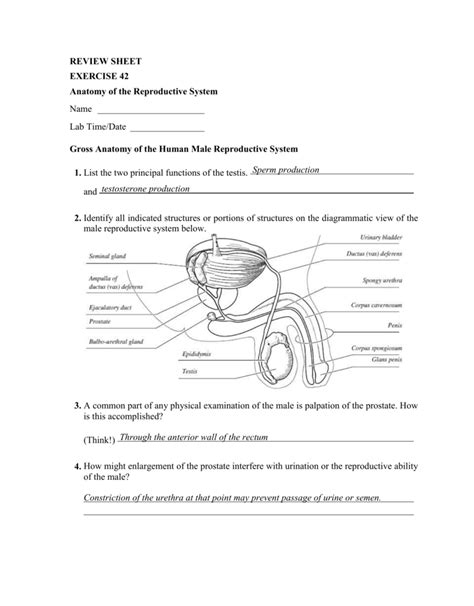 review sheet exercise 27 anatomy of the reproductive system answers Epub