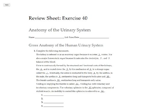 review sheet exercise 40 anatomy urinary system answers Reader