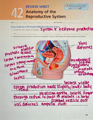 review sheet exercise 42 answers PDF