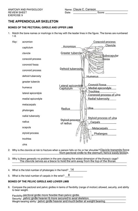 review sheet exercise 9 the appendicular skeleton answer key Reader