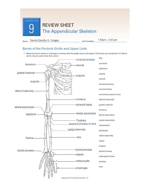 review sheet exercise 9 the appendicular skeleton answers Epub