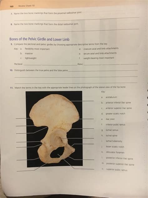 review sheet exercise 9 the axial skeleton - Bing PDF PDF