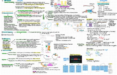 review sheet for genetics exam and answers Reader