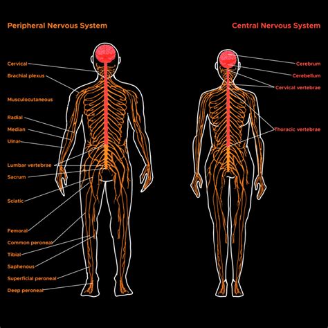 revise on the move central nervous system Reader