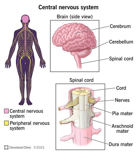 revise on the move central nervous system Reader