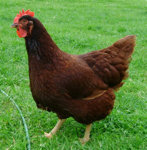 rhode island red