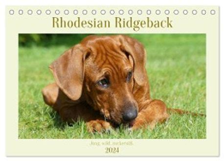 rhodesian ridgeback tischkalender 2014 quer Epub