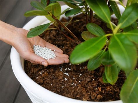 rhododendron fertilizer