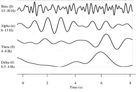 rhythms of the brain Doc