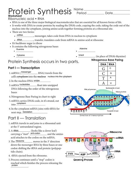 ribosomes and protein synthesis answer key Kindle Editon