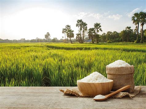 rice farming complete with methods to increase rice crop yield Doc