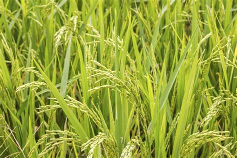 rice garden