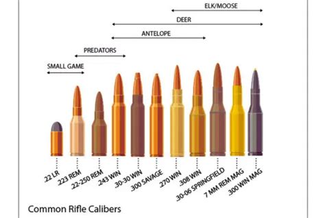 Rifle Caliber Size Chart