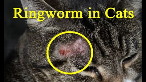 ringworm in cats treatment at home