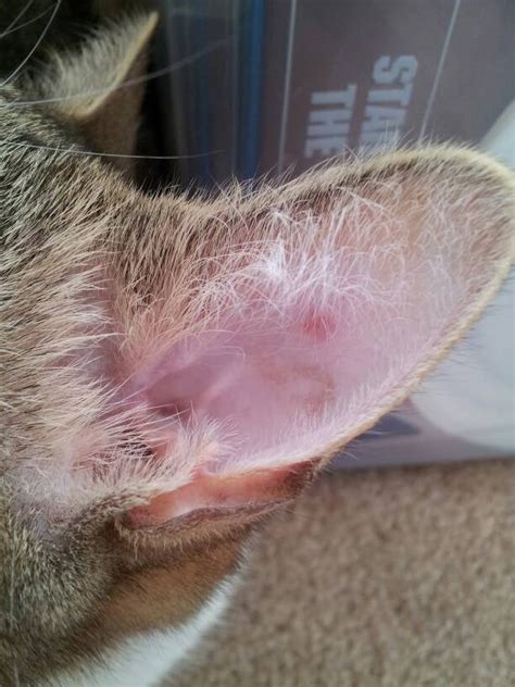 ringworm on cats ear