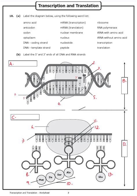 rna and transcription worksheet answers Doc