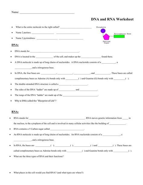 rna worksheet answer key Reader