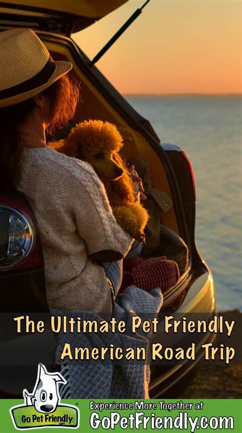 road trip with dogs