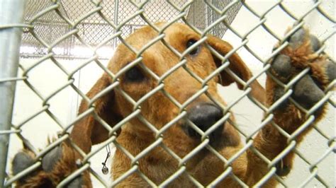 roanoke animal shelter