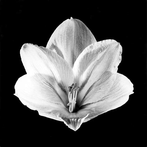 robert mapplethorpe flowers Kindle Editon