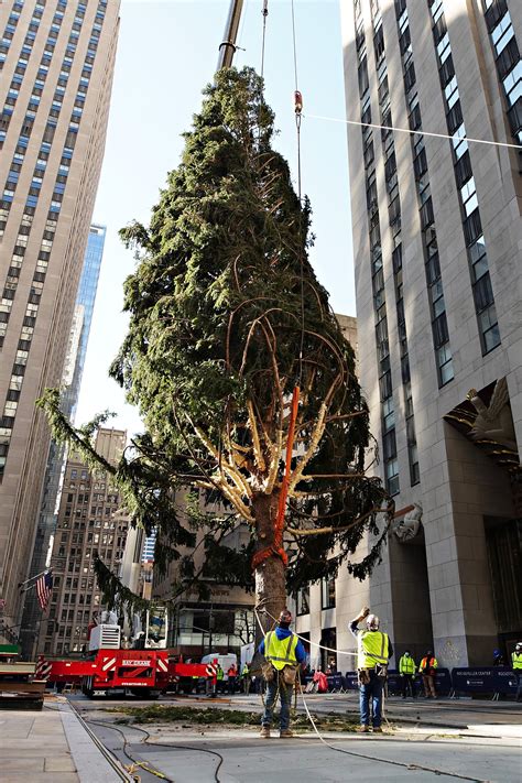 rockefeller tree tragedy