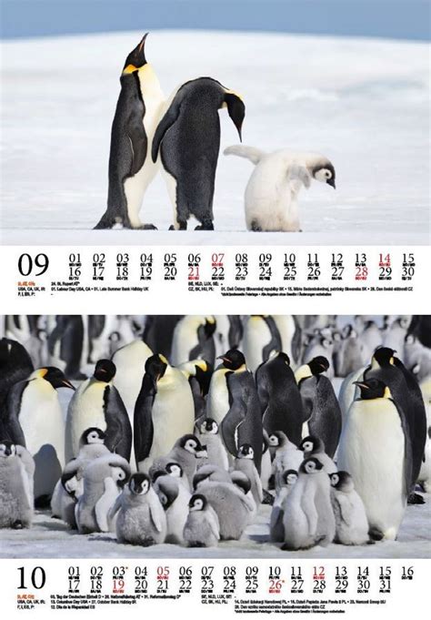 rockende pinguine tischkalender 2016 hoch PDF