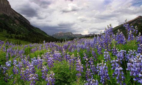 rocky mountain flora Kindle Editon