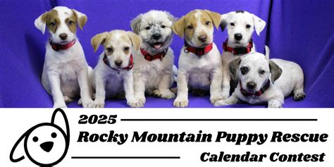 rocky mountain puppy rescue