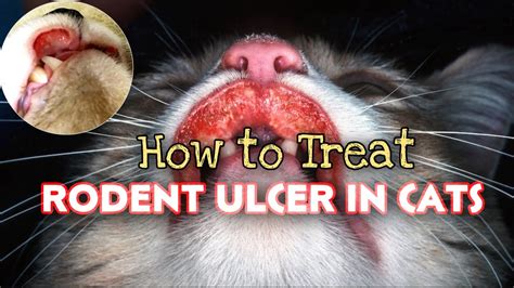 rodent ulcers in cats treatment