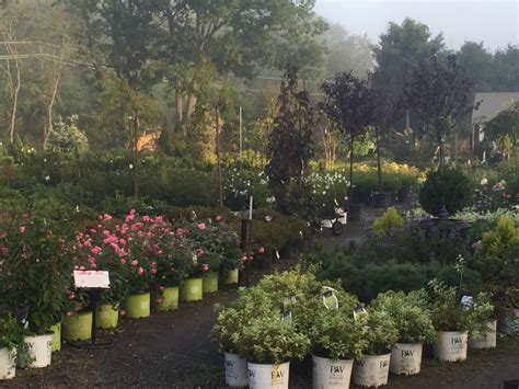 rogers spring hill nursery