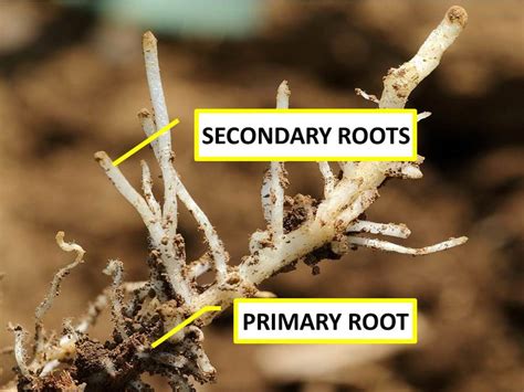 root define