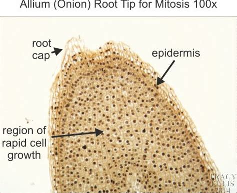 root tip allium diagram pdf PDF