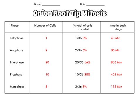 root tip mitosis answer sheet PDF