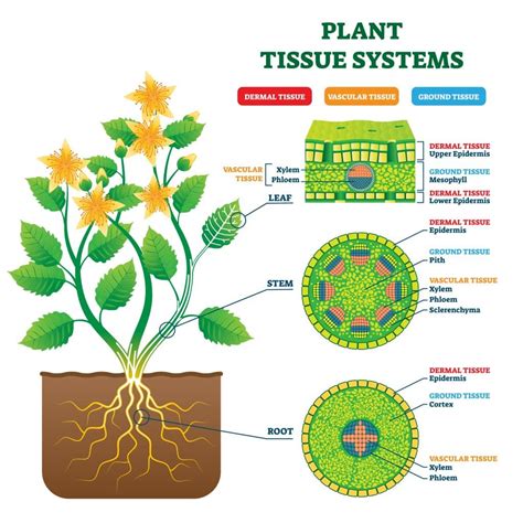 roots stems and leaves biology answers PDF