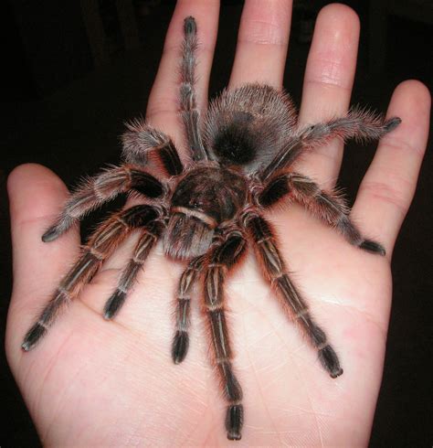 rose hair tarantula