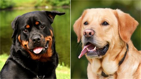 rottie black lab mix