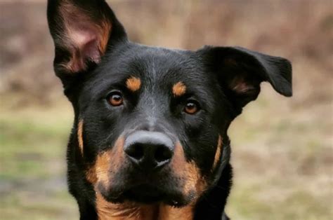 rottweiler german shepherd