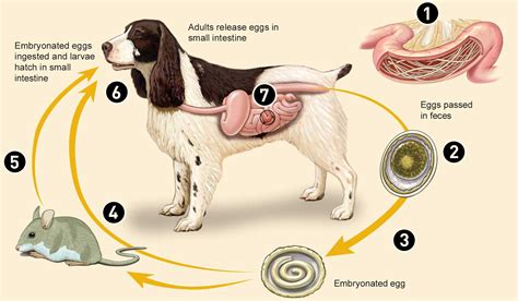 round worms in puppy