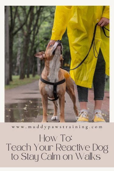 rubyyrumxx: The Dog Training Breakthrough That Will Revolutionize Your Bond